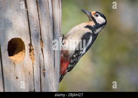 Great spotted woodpecker (Picoides major, Dendrocopos major), in front of new breeding cave, Switzerland, Sankt Gallen