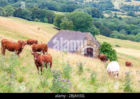 cow in central Burgundy, France Stock Photo