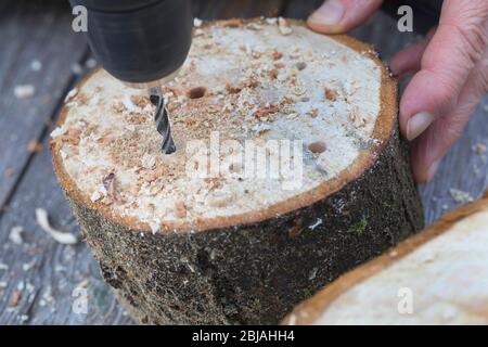 nesting aid for wild bees, drilling holes in wooden disc, Germany Stock Photo