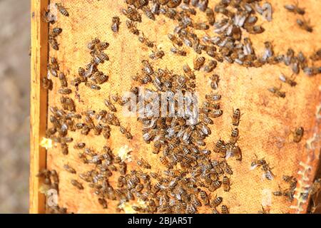 Bees on honeycomb Stock Photo