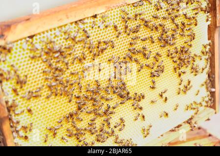 Bees on honeycomb Stock Photo