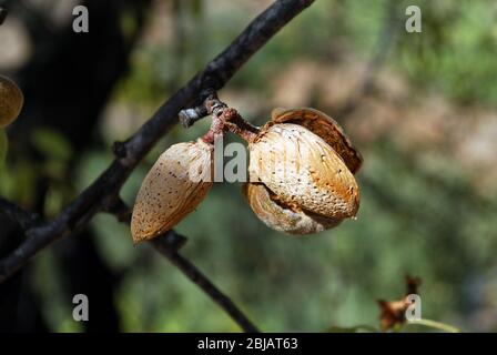 Ripe almonds on tree, Macharaviaya, Costa del Sol, Malaga Province, Andalucia, Spain. Stock Photo