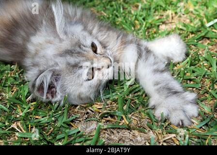 Grey kitten lying on the grass, Sitio de Calahonda, Costa del Sol, Malaga Province, Andalucia, Spain. Stock Photo