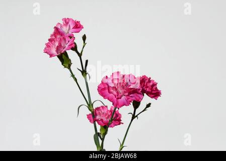 Pink Carnations against a white background, UK Stock Photo