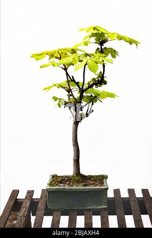 Bonsai horse chestnut tree hi-res stock photography and images - Alamy
