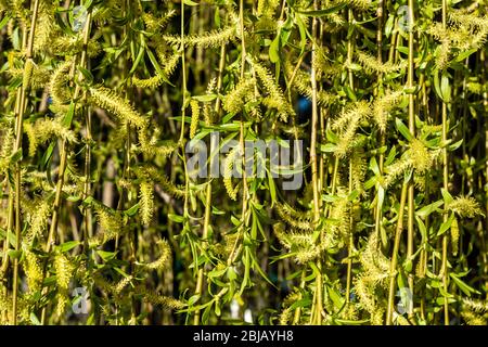 Crack Willow (Salix fragilis) catkins in early spring. Stock Photo