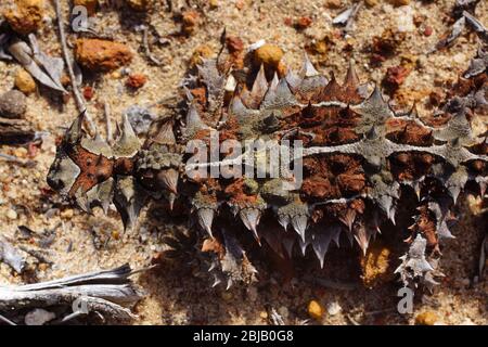 Camouflaged Thorny devil, Moloch horridus, ant-eating lizard in Western Australia, view from above Stock Photo
