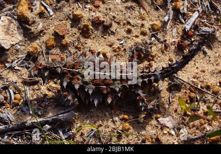 Camouflaged Thorny devil, Moloch horridus, ant-eating lizard in Western Australia, view from above Stock Photo