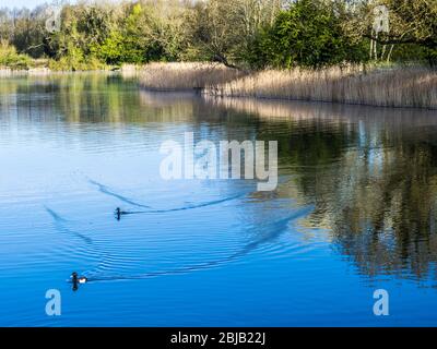 A sunny, spring morning at Coate Water in Swindon. Stock Photo