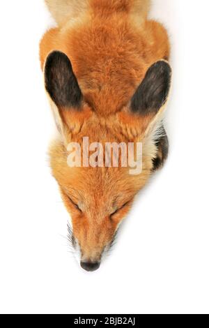 Beautiful fox cub sleeping isolated on white Stock Photo