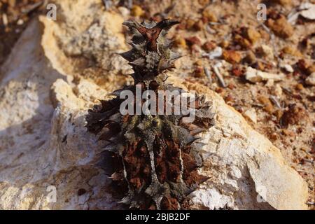 Camouflaged Thorny devil, Moloch horridus, ant-eating lizard in Western Australia, view from above Stock Photo