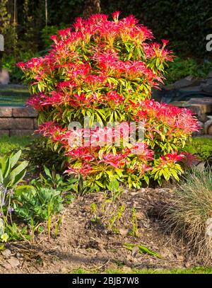 A Pieris japonica, Mountain fire, shrub showing new spring growth growing in an urban garden in Bangor Northern Ireland Stock Photo