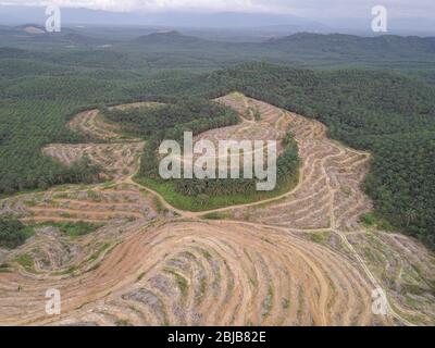 Aerial view oil palm clearing at hillside at Kedah. Stock Photo