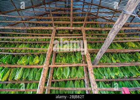 Classical way of drying tobacco leaves, hanging in a dark humid shed in a farm in Vinales Valley, Pinar del Rio, Cuba Stock Photo