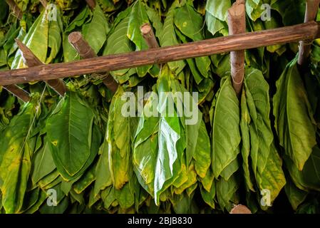 Classical way of drying tobacco leaves, hanging in a dark humid shed in a farm in Vinales Valley, Pinar del Rio, Cuba Stock Photo