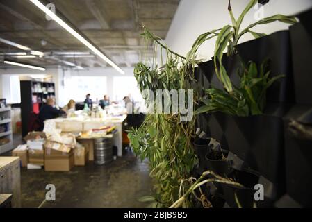 A trendy office set up for hot desking with green house plants. Open planned concept of modern working environments. Stock Photo