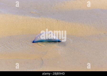 Dead Portuguese man o' war jellyfish (Physalia physalis) washed up lying on a sandy shore beach. Bluebottle on the sand in Playas del Este, Cuba. Stock Photo