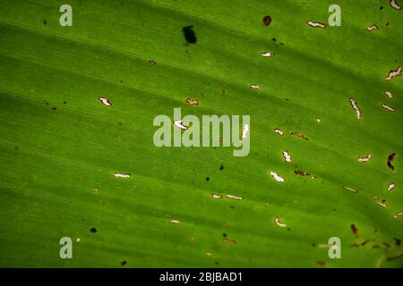This is a lighted green banana leaf back side on the daytime. Stock Photo