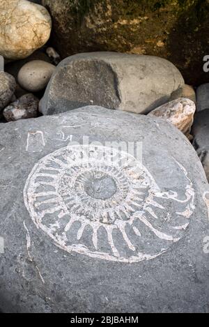 A large ammonite (Paracoroniceras?) fossil in a rock in the foreground with other rocks on Lyme Regis Fossil Beach, Dorset, UK. Stock Photo