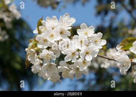 Wild Cherry, Prunus avium, blossom, Sussex, UK, April Stock Photo