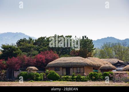 traditional Korean thatched houses(cottages) with spring flowers in Hahoe Folk Village, Andong-si, Korea Stock Photo