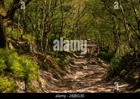 UK, England, Cheshire, Congleton, Timbersbrook, Gosberryhole Lane, footpath though Cloud Plantation woodland to the summit of Bosley Cloud Stock Photo