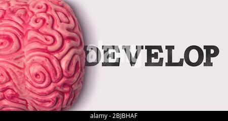 develop word next to a human brain model Stock Photo