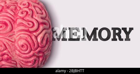 Memory word next to a human brain model Stock Photo