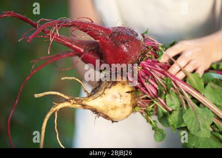 Female hands holding bunch of young beets on blurred background Stock Photo