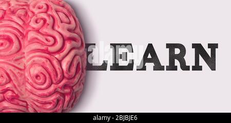 Learn word next to a human brain model Stock Photo