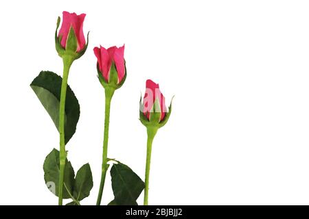 Three pink roses isolated on white background Stock Photo