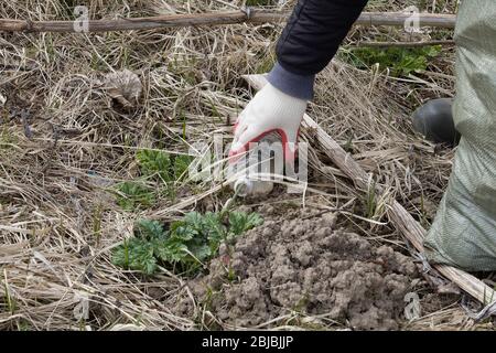 Close plan the hand of a volunteer picks up a plastic bottle from the grass in the forest. stop plastic, social concept, civil liability, environmenta Stock Photo