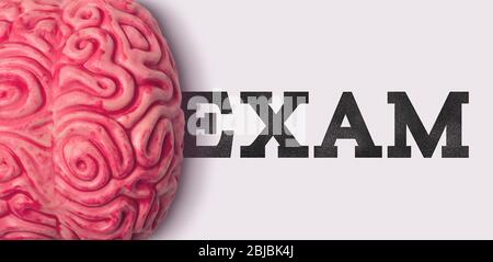 exam word next to a human brain model Stock Photo