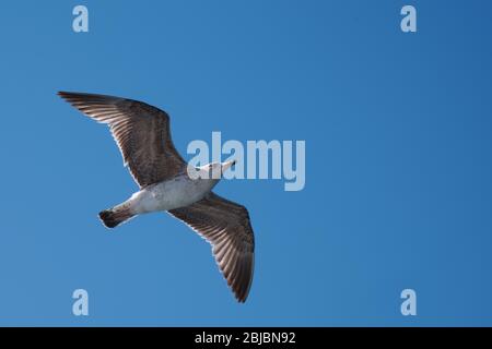 Isolated flying single seagull on blue sky background Stock Photo