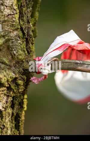Remains of a warning tape on a branch Stock Photo