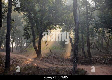 Winding dirt road in Indian jungle with sunbeams streaming through the dust and mist. Bandhavgar national park, India. Stock Photo