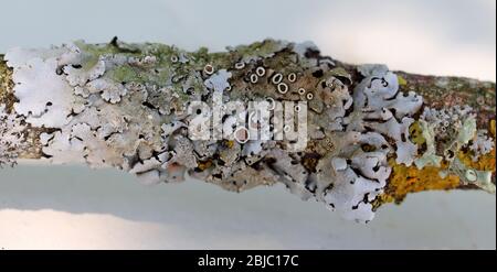 close-up of Lichen on a twig Stock Photo