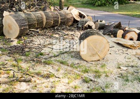 Horse chestnut trees felled and chopped in garden, Sopron, Hungary Stock Photo