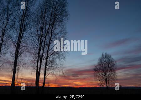 Tall trees without leaves against the backdrop of colorful clouds after sunset Stock Photo