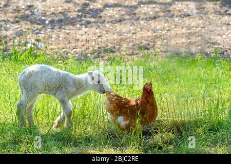 Close contact between a lamb and a hen Stock Photo