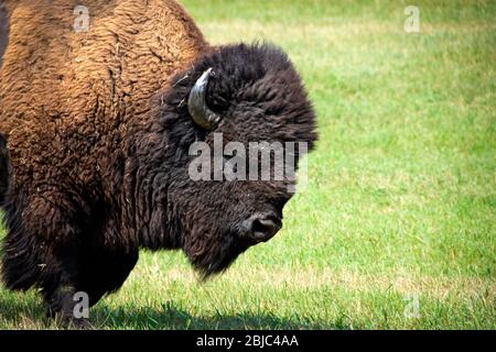 Close-up portrait of a single male Buffalo out for a walk in a green field at Custer State Park, North Dakota. Stock Photo