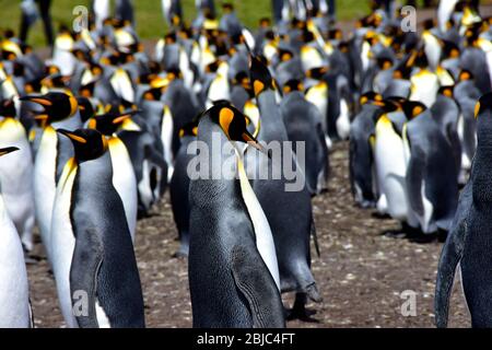 A large colony of King Penguins at Volunteer Point, near Port Stanley on the Falkland Islands.  A colony of penguins is very noisy. Stock Photo