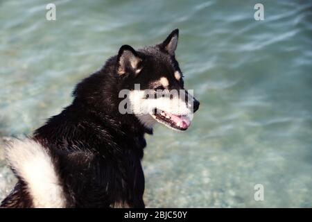 Cute little Shiba Inu at riverside Stock Photo