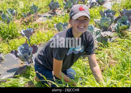 Volunteers working at a large Community farm Stock Photo