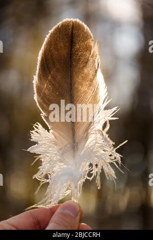 Bird feather hold against the sun in forest. Stock Photo