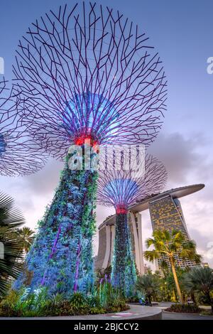 Singapore 02. January 2020 : Gardens by the Bay with the Super Trees at night, in the background the Marina Bay Sands hotel Stock Photo