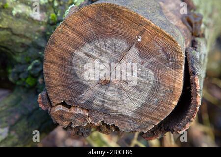 Cross section through durmast oak wood, Slovakia Stock Photo