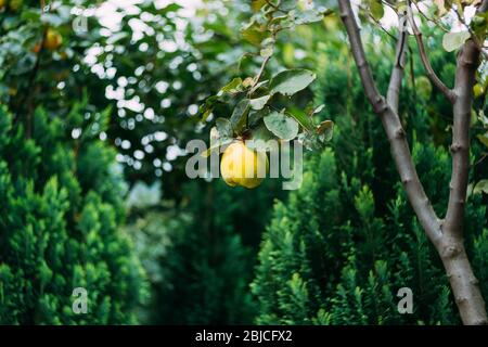 Ripe yellow quince fruit on a tree in an organic garden. The quince, Cydonia oblonga, is the sole member of the genus Cydonia in the family Rosaceae Stock Photo