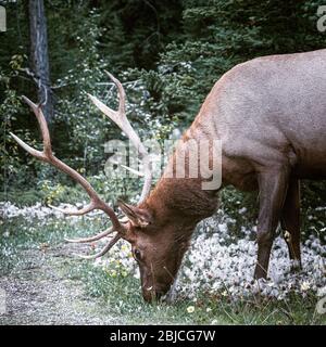 Elk deer feeding in the forest. Canada Stock Photo