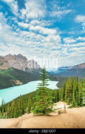 Peyto Lake in the Canadian Rockies, Alberta, Canada Stock Photo